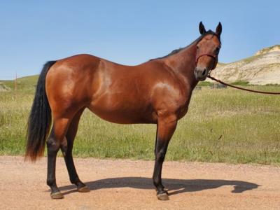 Paddys Gin Cactus JW <BR> AQHA 6163165